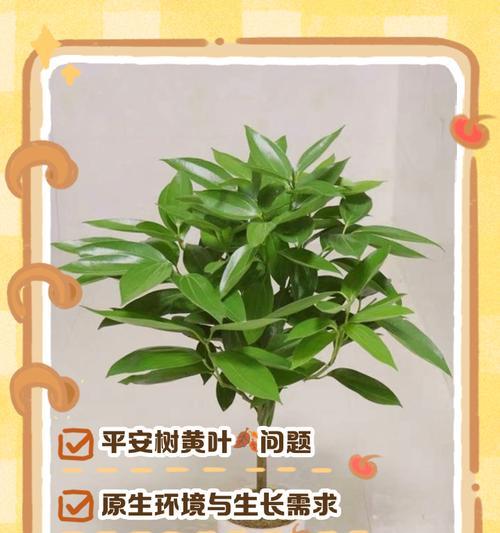植物叶子干枯发黄是什么原因？如何解决？