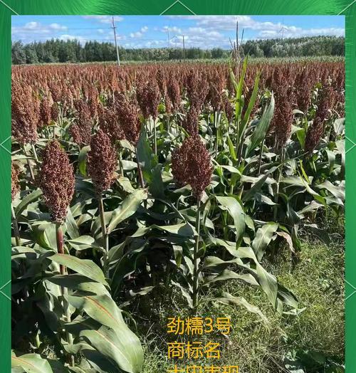 高粱播种时间有讲究吗？