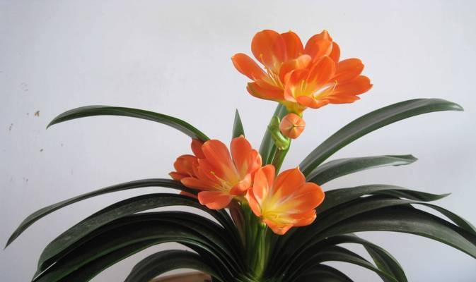 君子兰开花后应如何处理？