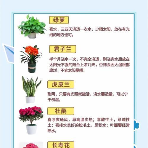 君子兰开花后应如何处理？