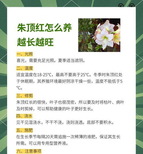 朱顶红施肥的最佳肥料是什么？
