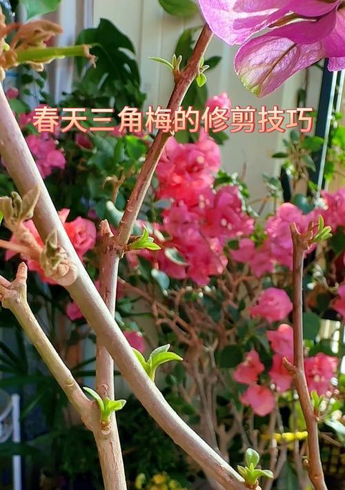 硬枝三角梅的修剪技巧是什么？