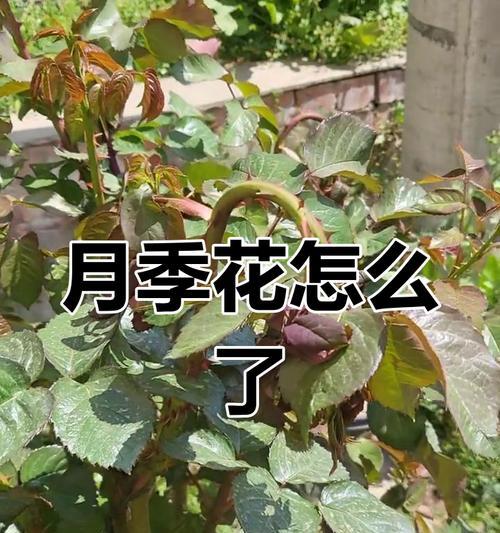 月季含苞枯萎怎么回事？如何预防和处理？