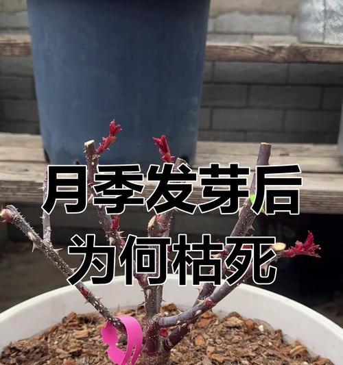 月季含苞枯萎怎么回事？如何预防和处理？