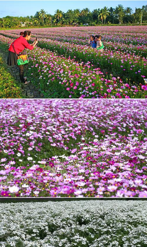 襄阳现在可以播种什么花籽？适宜播种的花籽有哪些？