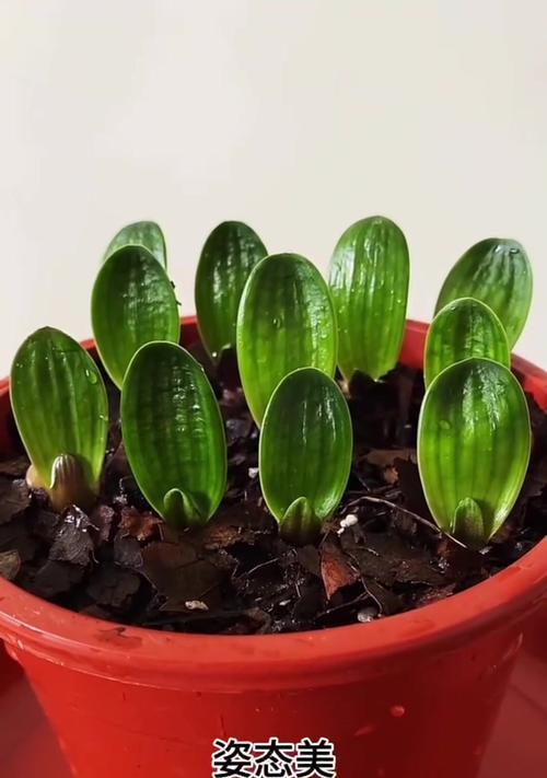 带花大苗的君子兰怎么养？如何养护带花的大苗君子兰？