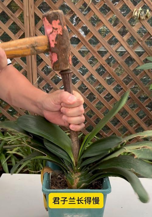 带花大苗的君子兰怎么养？如何养护带花的大苗君子兰？