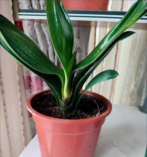 带花大苗的君子兰怎么养？如何养护带花的大苗君子兰？