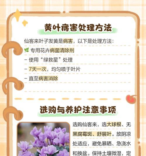 叶子发黄又黑的解决方法是什么？