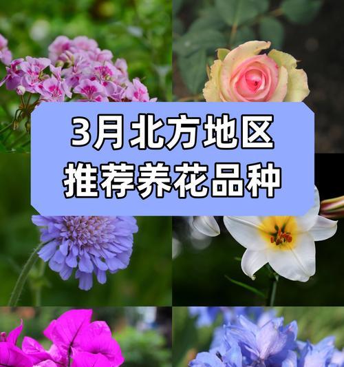 天竺葵栽种后如何管理？