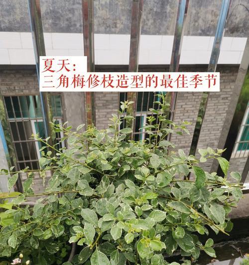 三角梅长高后如何造型？修剪技巧与步骤是什么？