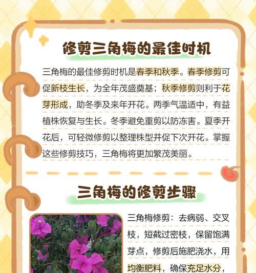 三角梅长高后如何造型？修剪技巧与步骤是什么？