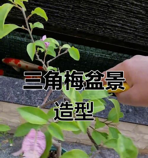 三角梅长高后如何造型？修剪技巧与步骤是什么？