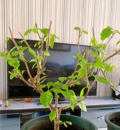 三角梅不开花怎么办？修剪技巧有哪些？