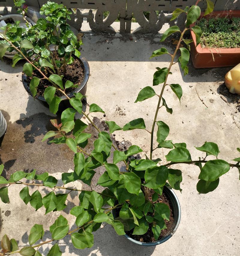 三角梅不开花怎么办？修剪技巧有哪些？