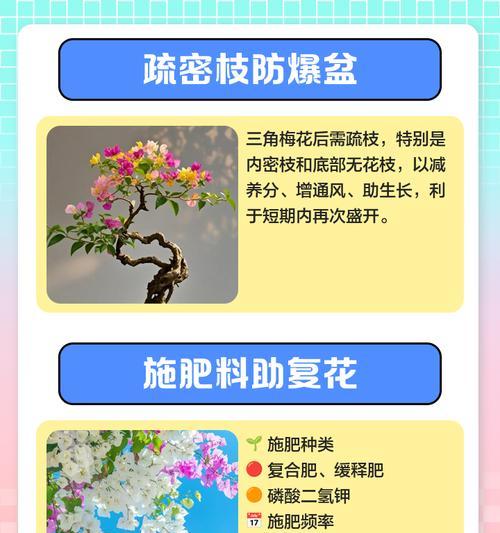 三角梅不开花怎么办？修剪技巧有哪些？