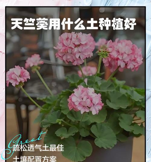 广西种植天竺葵的技巧有哪些？