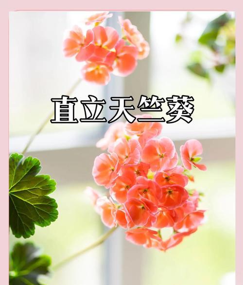 广西种植天竺葵的技巧有哪些？