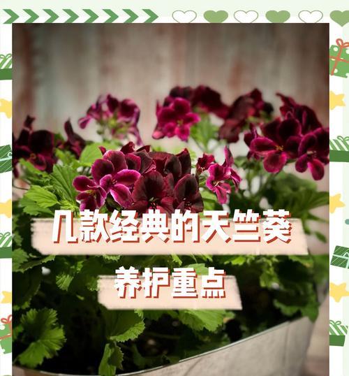 广西种植天竺葵的技巧有哪些？