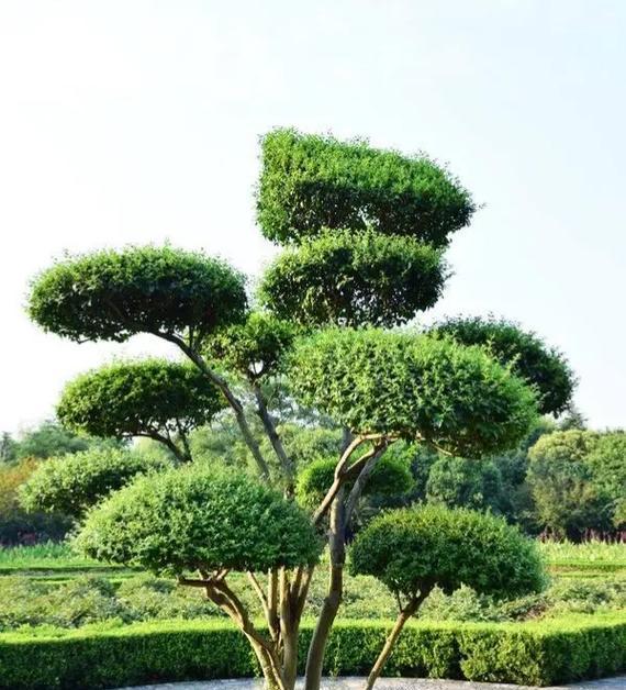 门口适合种植哪些观赏植物？