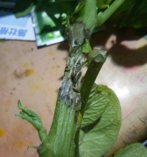 冠豆叶子发黄卷缩的原因是什么？如何处理？