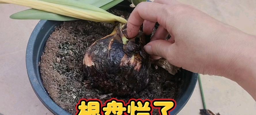 朱顶红根子发红的原因是什么？