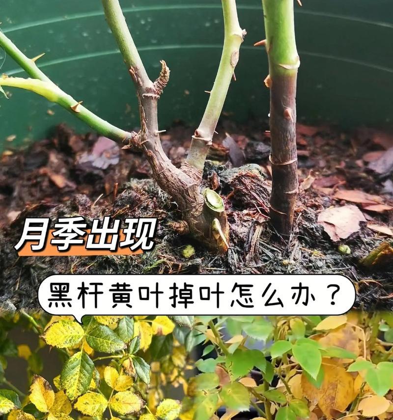月季在东北地区的养护方法是什么？