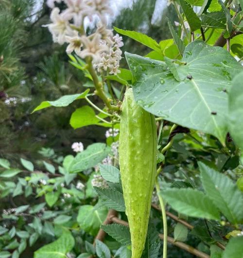 秋天播种的植物有哪些？秋天收获的作物是什么？
