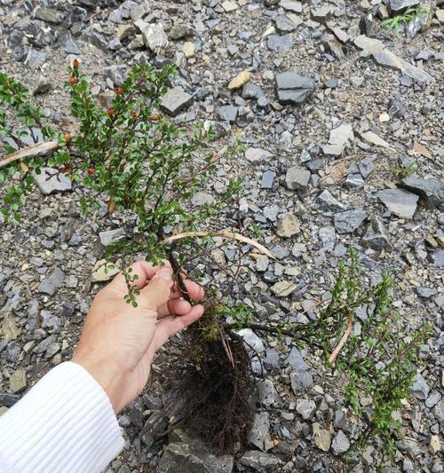 荀子浇水的正确技巧有哪些？