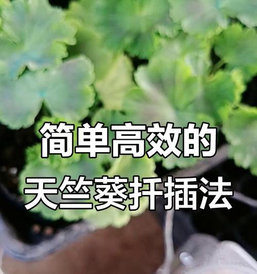 五月份扦插天竺葵的最佳方法是什么？