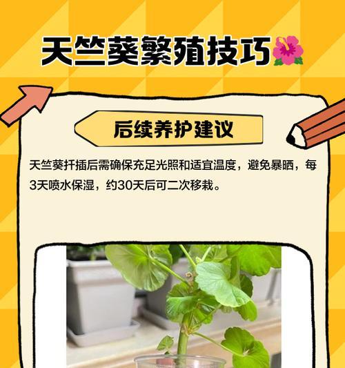 五月份扦插天竺葵的最佳方法是什么？