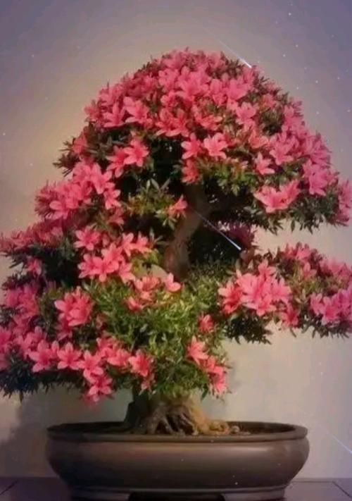 乌梅盆景绿植的养护方法有哪些？