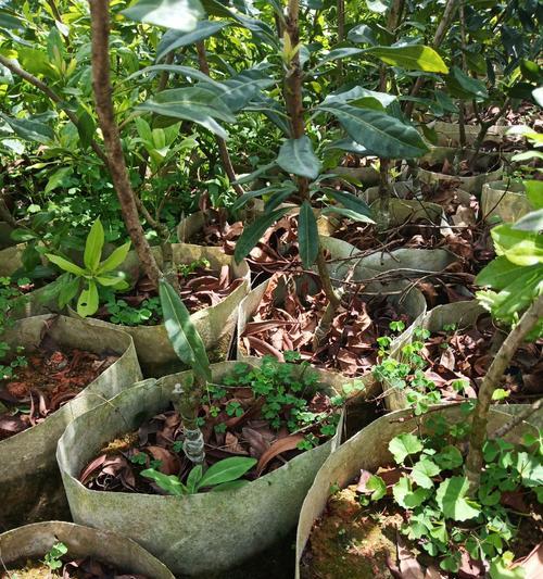 乌梅盆景绿植的养护方法有哪些？