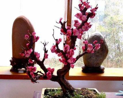 乌梅盆景绿植的养护方法有哪些？
