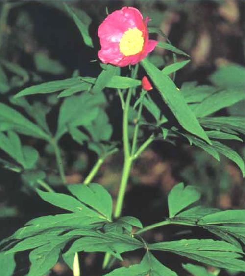 东北有哪些赤芍野生花卉？东北赤芍野生花卉的选择有哪些？