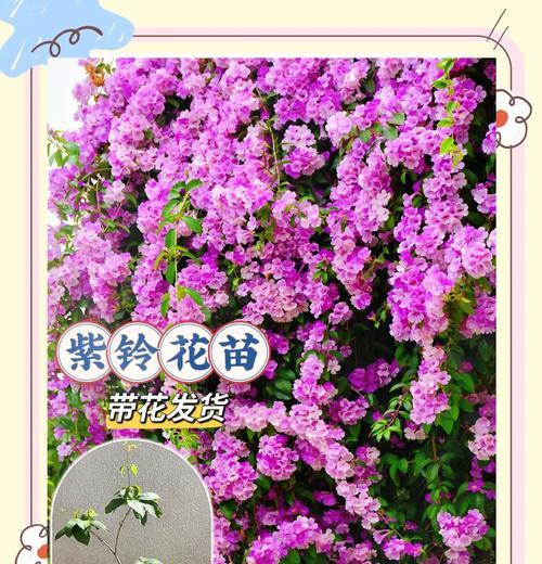 养花需要掌握哪些技巧？如何成为养花高手？
