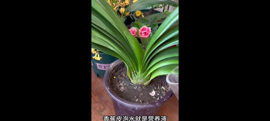 养花需要掌握哪些技巧？如何成为养花高手？