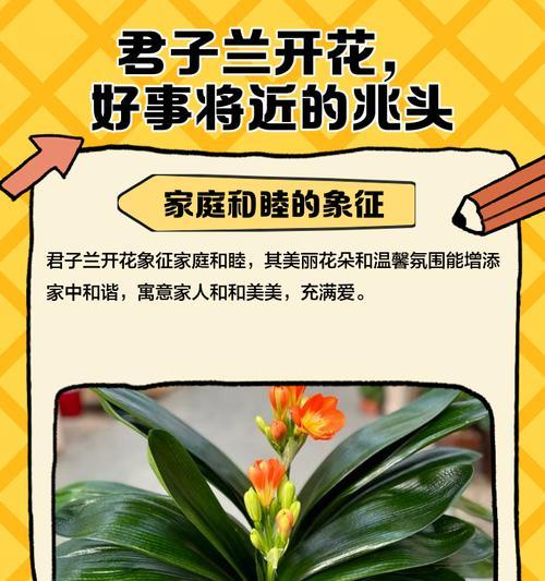 送人君子兰代表什么含义？君子兰的文化寓意有哪些？