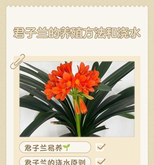 送人君子兰代表什么含义？君子兰的文化寓意有哪些？