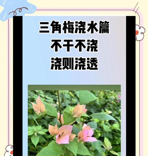 三角梅盆栽的养护与浇水指南是什么？