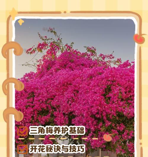 三角梅盆栽的养护与浇水指南是什么？