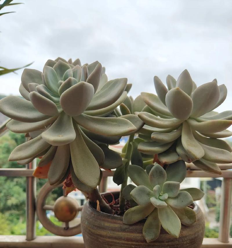 秋冬季节阳台适合种植哪些花卉？