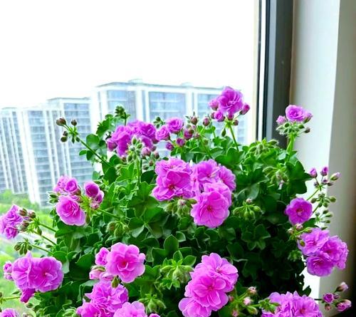秋冬季节阳台适合种植哪些花卉？