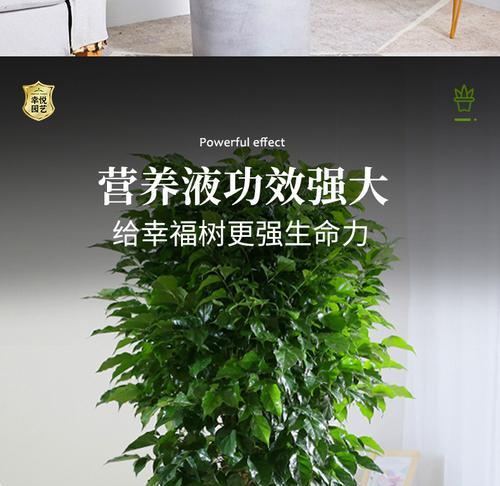 自制幸福树肥料的方法有哪些？