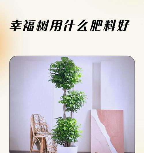 自制幸福树肥料的方法有哪些？
