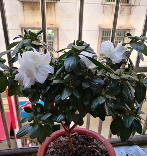 秋冬季节阳台适合种植哪些花卉？