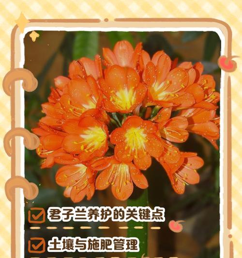春季君子兰养护技巧有哪些？