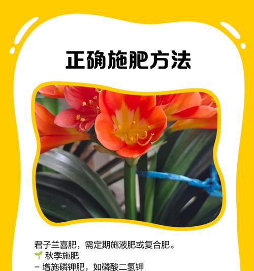 春季君子兰养护技巧有哪些？
