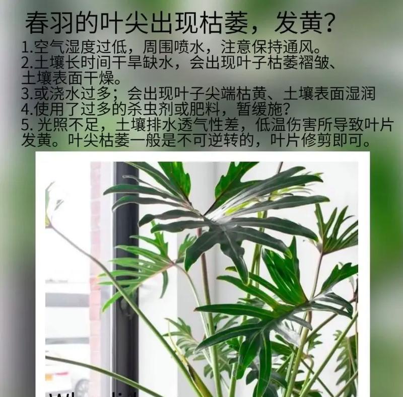 春羽水培叶子发黄时如何修剪？