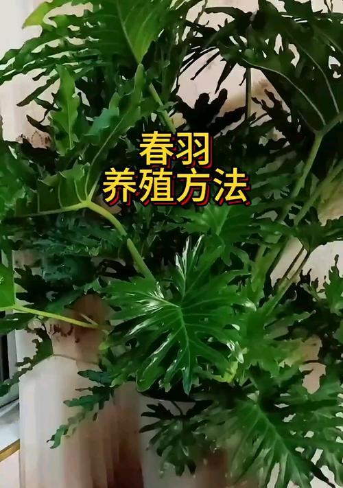 春羽水培叶子发黄时如何修剪？